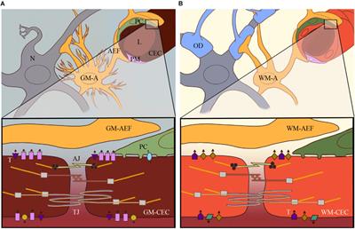 The Evolving Concept of the Blood Brain Barrier (BBB): From a Single Static Barrier to a Heterogeneous and Dynamic Relay Center